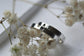 Heart cut out ring set